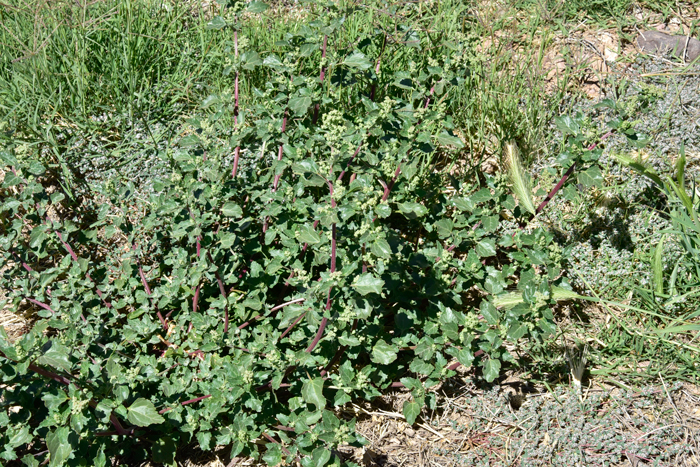 Nettleleaf Goosefoot is found in various locations and situations throughout its large geographical in North America, USA and well into Canada, southward to Mexico and South America. It is found almost world-wide in temperate areas to tropical and sub-tropical regions. Chenopodiastrum murale 